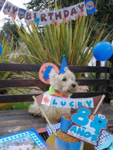 Cumpleaños para perros