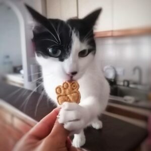 celebrar cumpleaños de tu gato