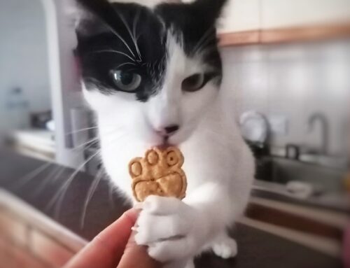 ¿Por qué celebrar el cumpleaños de tu gato también es una forma de amor?